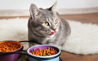 Cat Food Container Guide