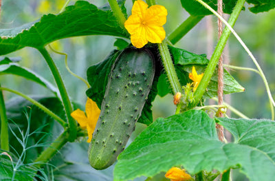 How Many Cucumber Plants Per 5 Gallon Bucket?