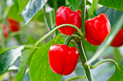 How Many Pepper Plants Per 5 Gallon Bucket?