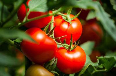 How Many Tomato Plants Per 5 Gallon Bucket?